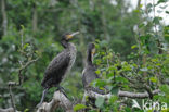 Aalscholver (Phalacrocorax carbo)