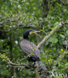 Great Cormorant (Phalacrocorax carbo)