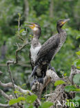 Great Cormorant (Phalacrocorax carbo)