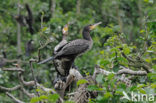 Great Cormorant (Phalacrocorax carbo)