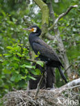 Aalscholver (Phalacrocorax carbo)