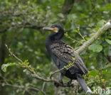 Aalscholver (Phalacrocorax carbo)