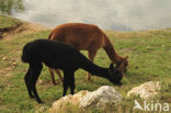 Alpaca (Vicugna pacos)