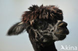 Alpaca (Vicugna pacos)