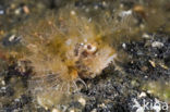 Ambon Scorpionfish (Pteroidichthys amboinensis)