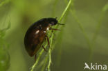 Anacaena lutescens