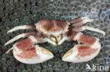 Porcelain Anemone Crab (Neopetrolisthes maculatus)