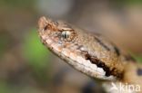 Aspisadder (Vipera aspis)