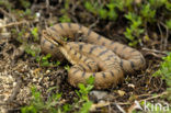 Aspisadder (Vipera aspis)