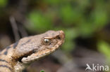 Aspisadder (Vipera aspis)