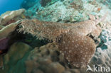 Tasselled Wobbegong (Eucrossorhinus dasypogon) 