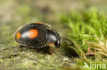 Behaard lieveheersbeestje (Platynaspis luteorubra)