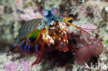 Peacock mantis shrimp (Odontodactylus scyllarus)