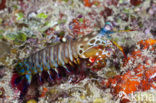 Peacock mantis shrimp (Odontodactylus scyllarus)
