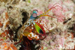 Peacock mantis shrimp (Odontodactylus scyllarus)