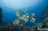 Bigeye snapper (Lutjanus lutjanus)