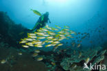 Bigeye snapper (Lutjanus lutjanus)