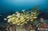 Bigeye snapper (Lutjanus lutjanus)