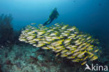 Bigeye snapper (Lutjanus lutjanus)