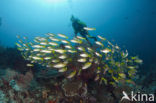 Bigeye snapper (Lutjanus lutjanus)