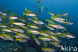 Bigeye snapper (Lutjanus lutjanus)