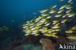 Bigeye snapper (Lutjanus lutjanus)