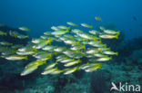 Bigeye snapper (Lutjanus lutjanus)