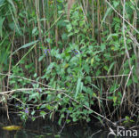 Bitterzoet (Solanum dulcamara)