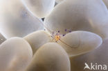 Bubble coral shrimp (Vir philippinessis)