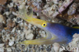 Ribbon moray eel (Rhinomuraena quaesita)