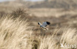 Northern Harrier