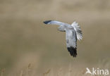 Northern Harrier