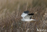 Northern Harrier