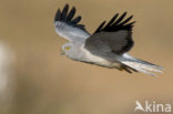 Northern Harrier