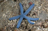 Blue Starfish (Linckia laevigata)