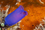 Blue Tunicate (Rhopalaea morph)