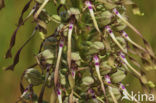 Lizard Orchid (Himantoglossum hircinum)