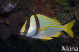 Porkfish (Anisotremus virginicus)