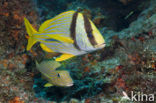 Porkfish (Anisotremus virginicus)
