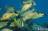 Porkfish (Anisotremus virginicus)