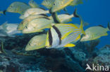 Porkfish (Anisotremus virginicus)