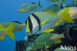 Porkfish (Anisotremus virginicus)