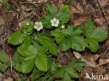 Bosaardbei (Fragaria vesca) 