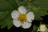 Bosaardbei (Fragaria vesca) 