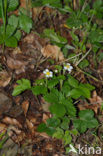 Bosaardbei (Fragaria vesca) 