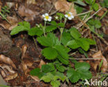 Bosaardbei (Fragaria vesca) 