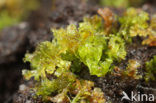 Bospaardenstaart (Equisetum sylvaticum)