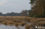 Boswachterij Ommen