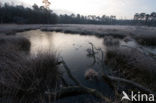 Boswachterij Ommen