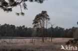 Boswachterij Ommen